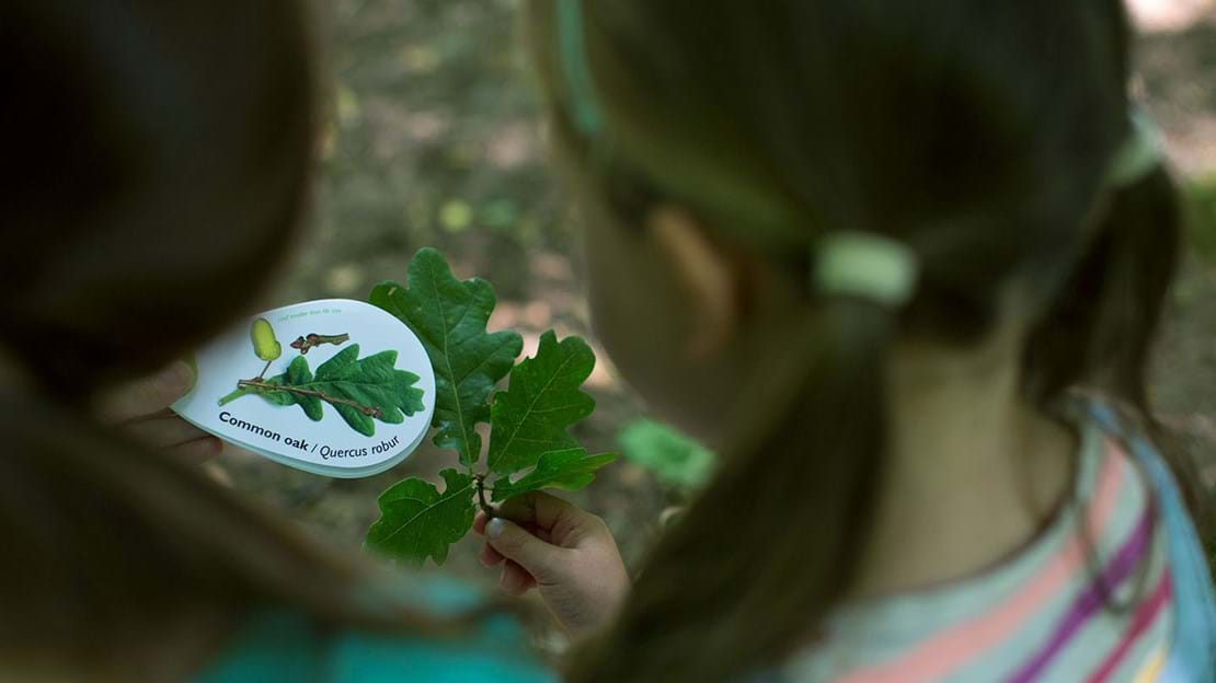 young children identifying different types of leaves